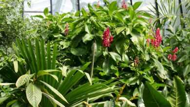 red flowers in green plants