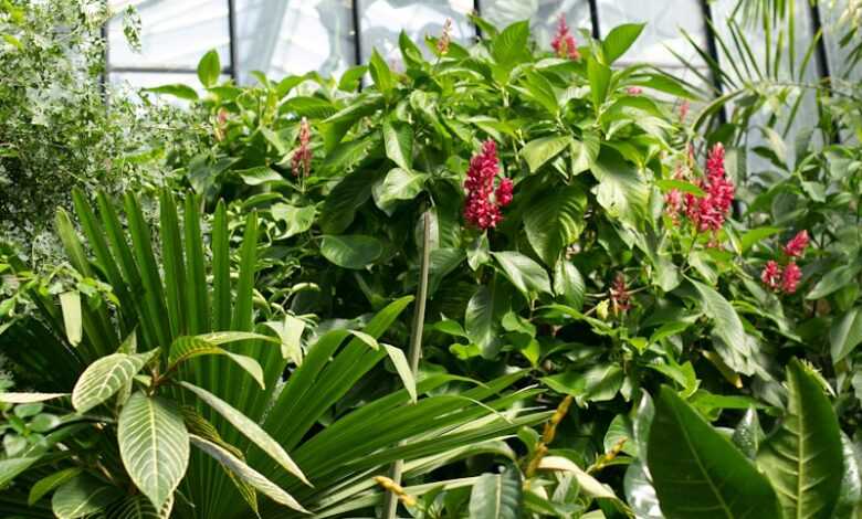 red flowers in green plants