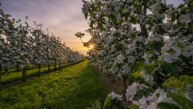 white flower field under cloudy sky