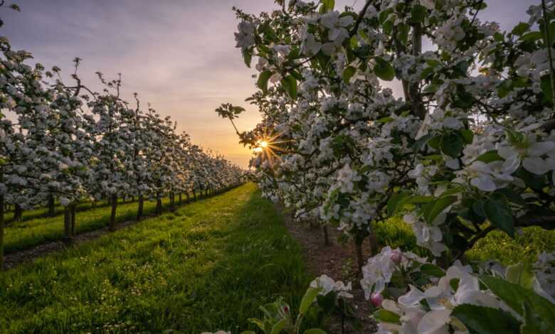 white flower field under cloudy sky