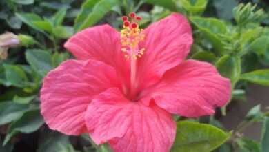 a pink flower with green leaves in the background