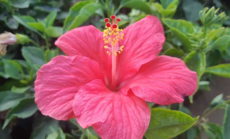 a pink flower with green leaves in the background