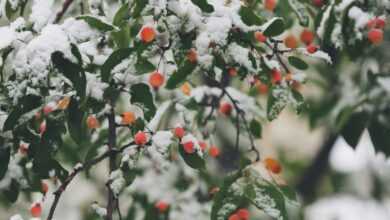 shallow focus photography of trees filled of snow