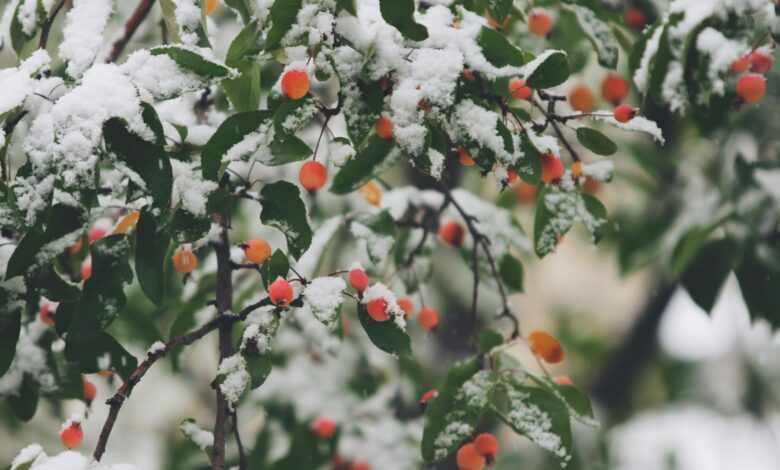 shallow focus photography of trees filled of snow