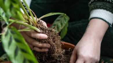 a person holding a potted plant with dirt in it