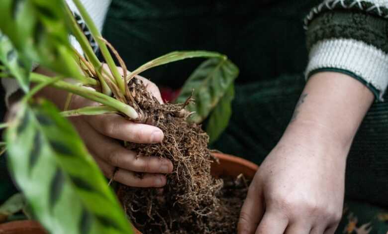 a person holding a potted plant with dirt in it