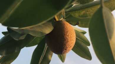 a fruit hanging from a tree branch with sky in the background