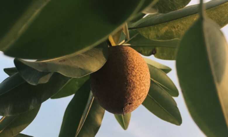 a fruit hanging from a tree branch with sky in the background