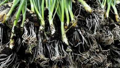 a bunch of green onions that are growing in the dirt