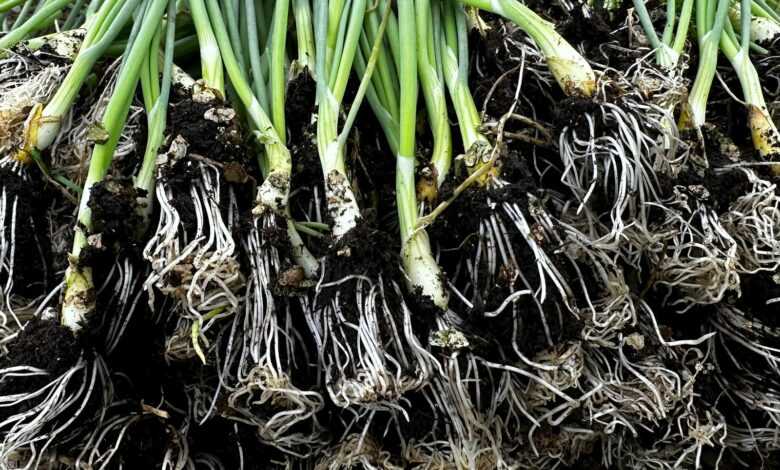 a bunch of green onions that are growing in the dirt