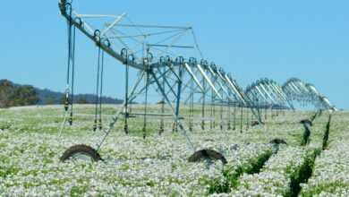 a field of flowers with a power line in the background
