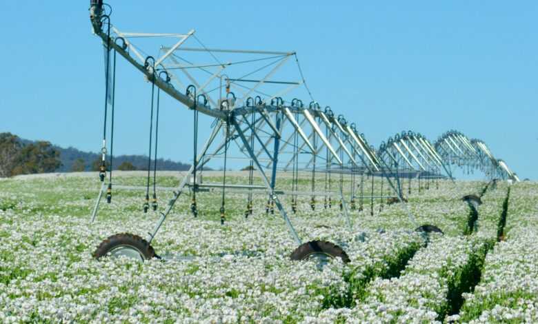 a field of flowers with a power line in the background