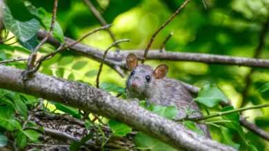 close-up photo of gray rat on brunch