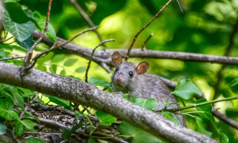 close-up photo of gray rat on brunch