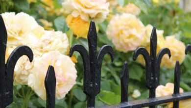 black metal fence with yellow flowers