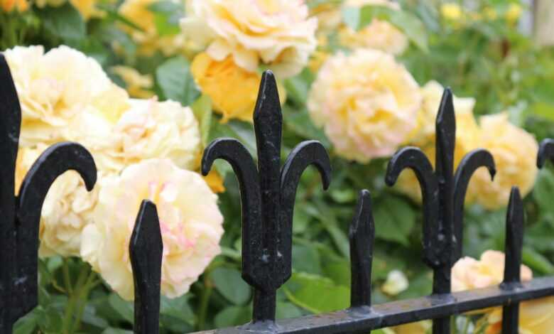 black metal fence with yellow flowers