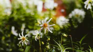 A close up of a bunch of flowers in a field