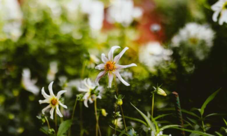 A close up of a bunch of flowers in a field