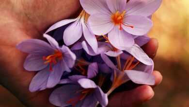 purple petaled flowers on person's hand