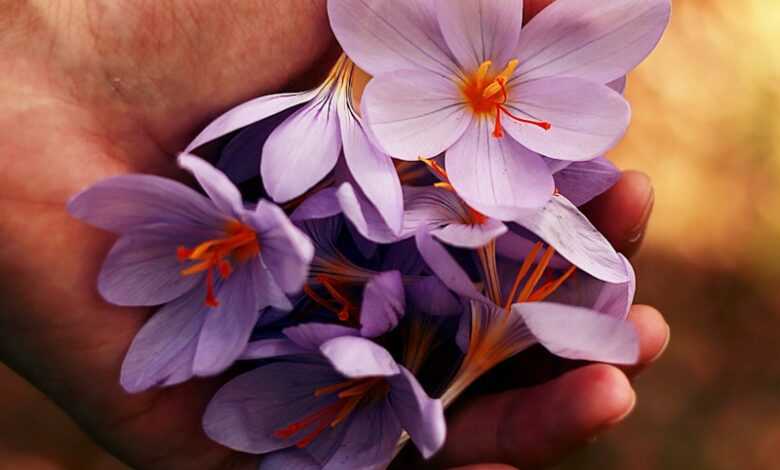 purple petaled flowers on person's hand