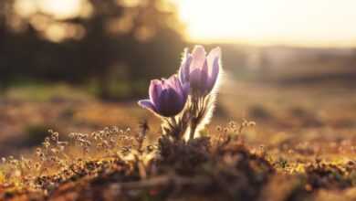 shallow focus photography of purple flowers