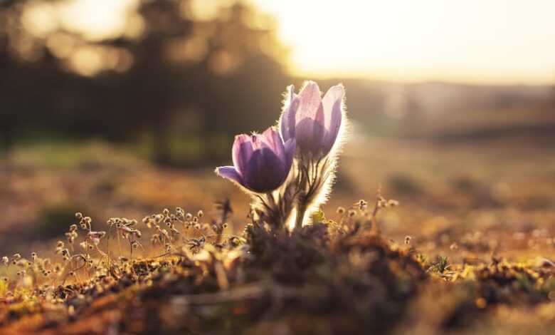 shallow focus photography of purple flowers