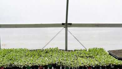 a row of plants in a greenhouse