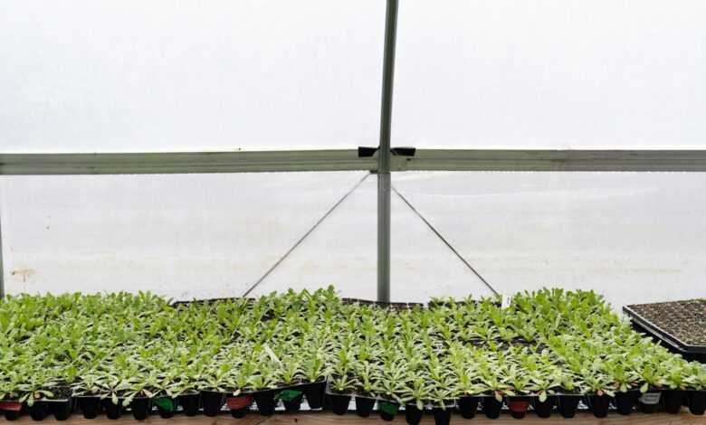 a row of plants in a greenhouse