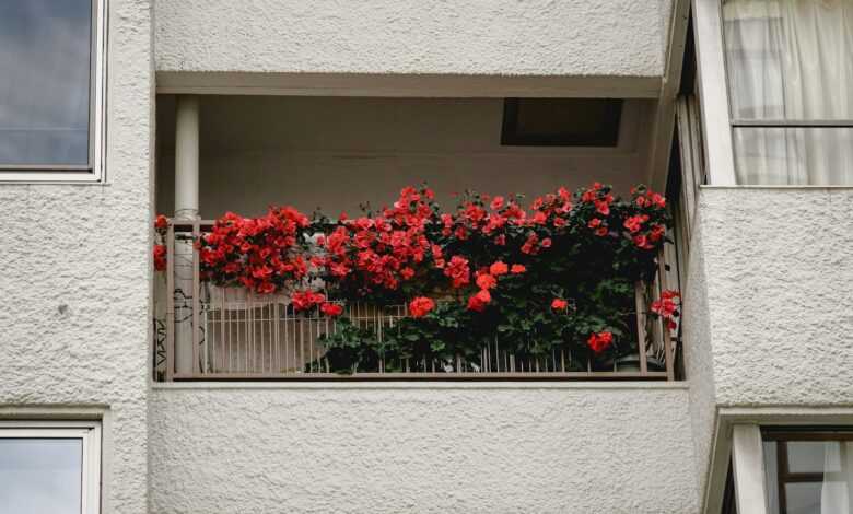 red flowers on white wooden window