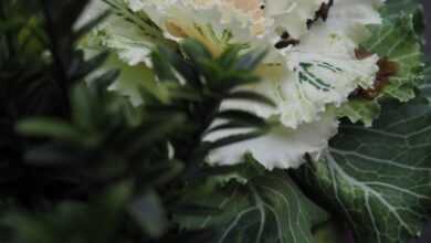 white flower with green leaves