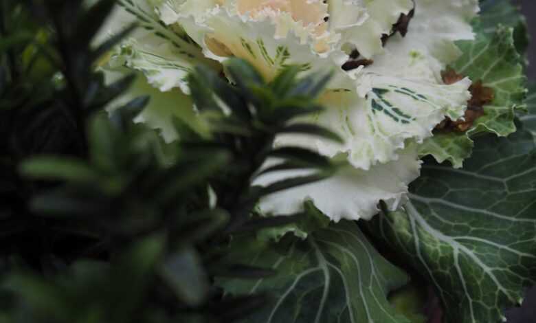 white flower with green leaves