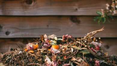 dried leaves on ground beside wooden fence