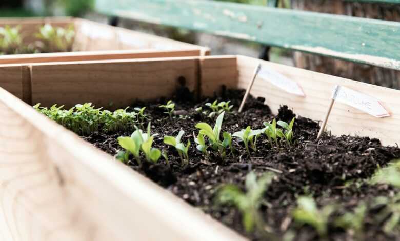 green plants on brown wooden crate