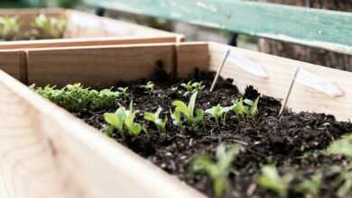 green plants on brown wooden crate