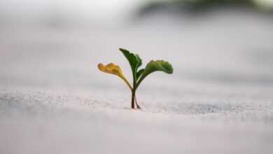 closeup photography of plant on ground