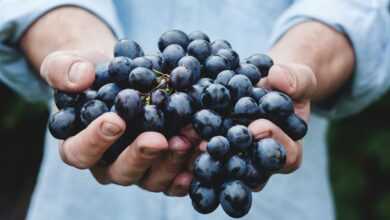 person holding grapes