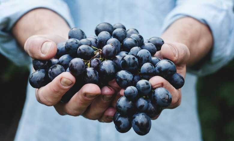 person holding grapes