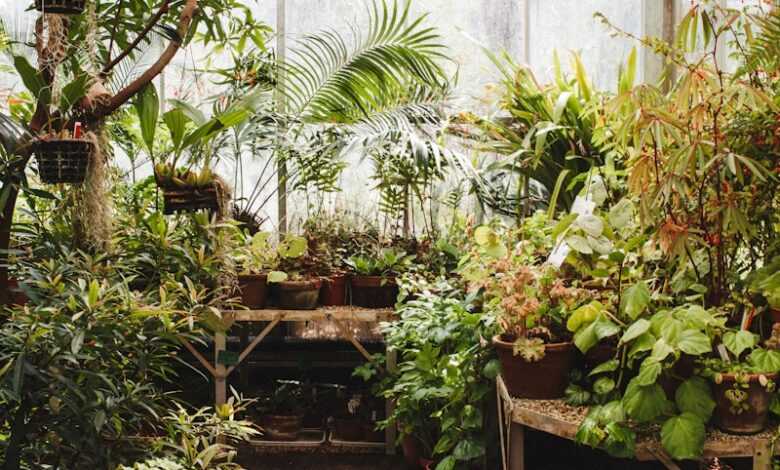 assorted plaints inside greenhouse