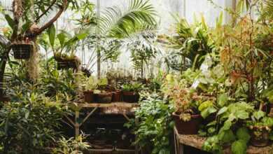 assorted plaints inside greenhouse