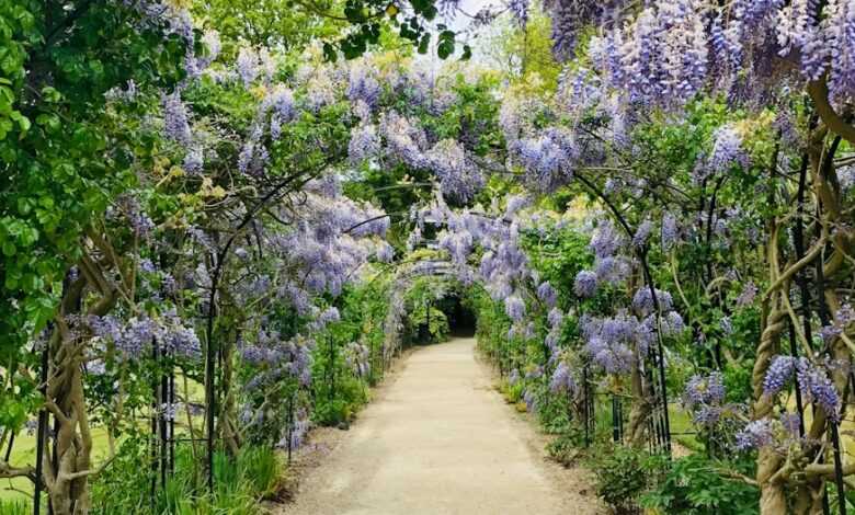 purple flower bloom during daytime