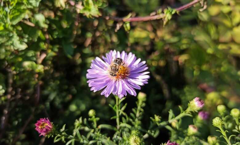 purple flower in tilt shift lens