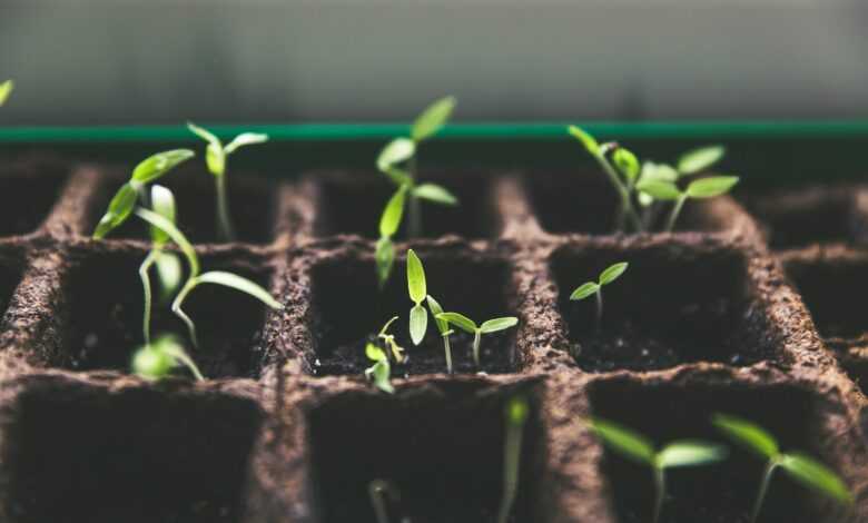 selective focus photo of plant spouts