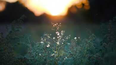 a field of grass with the sun setting in the background