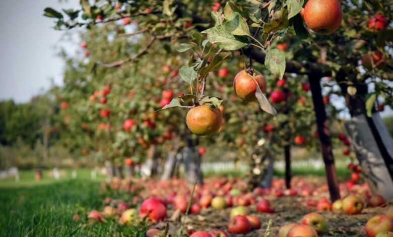 orange fruit on green grass during daytime