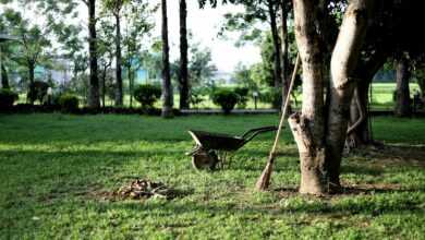 black wheelbarrow near tree during daytime