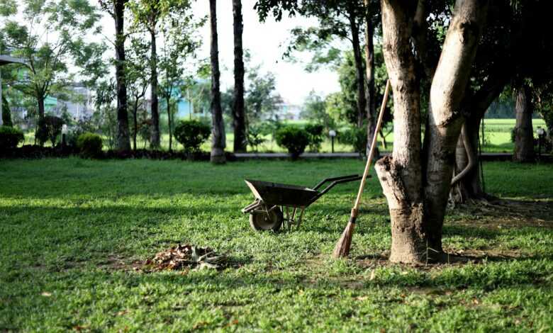 black wheelbarrow near tree during daytime