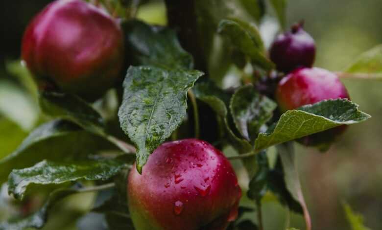 a close up of a tree with fruit on it