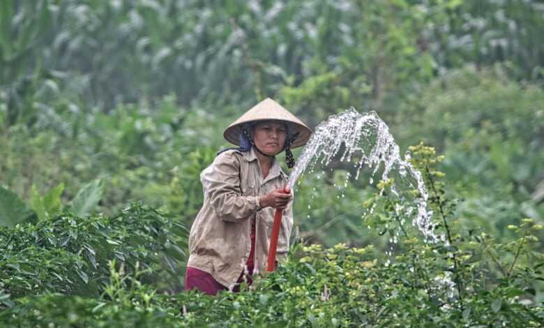 woman watering plants during daytime