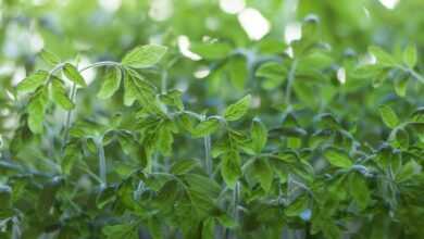 green leaves in tilt shift lens