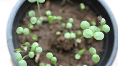 a close up of a potted plant with tiny green plants